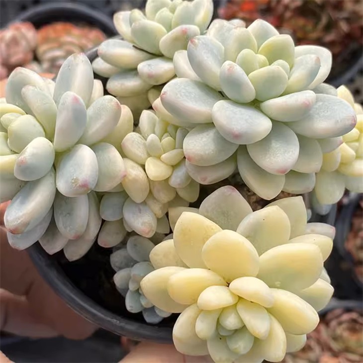 Sedum Clavatum Variegated