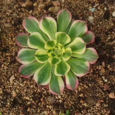 Aeonium 'প্রধান সমুদ্র শক্তি'